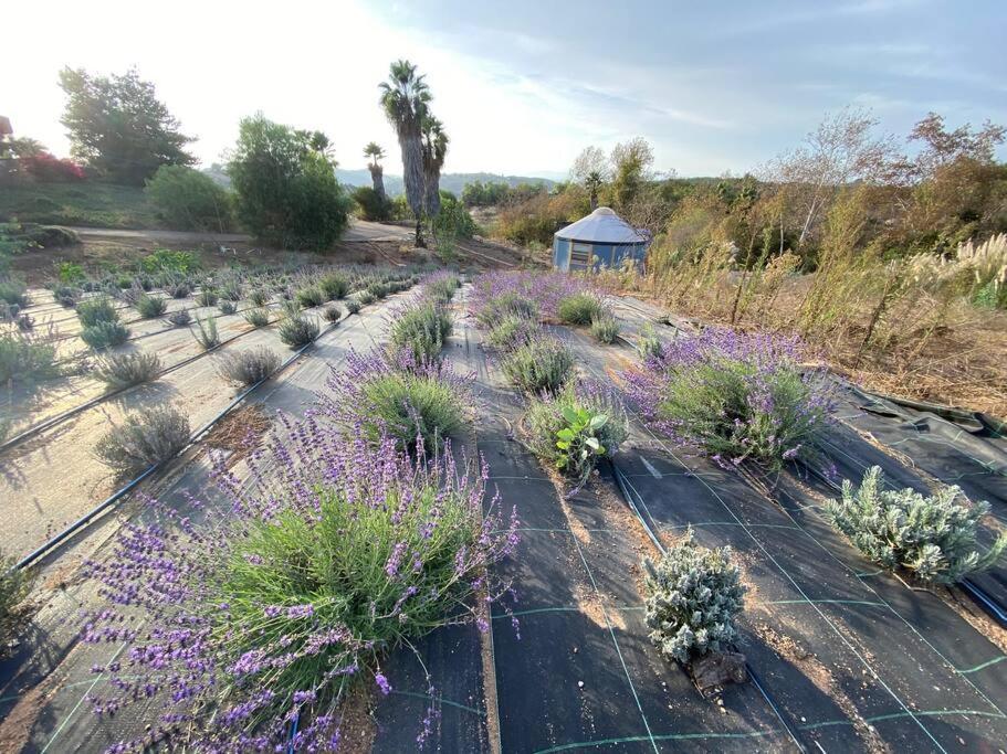 Villa Glamping-Sky Dome Yurt-Tiny House-2 By Lavenders Field Valley Center Exterior foto